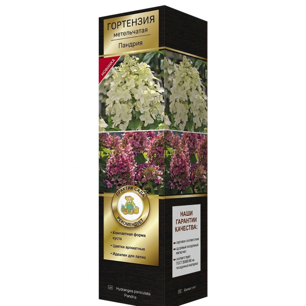 Саженцы Гортензия метельчатая (Серия Патио, высота кустарника 50-100 см) Люкс Пандриа ЦКор