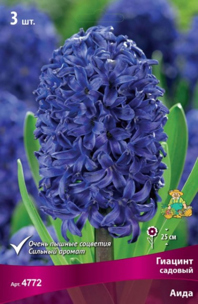 Луковицы Гиацинт Садовый Аида 14-15/К 3шт