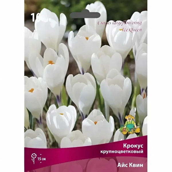 Луковицы Крокус крупноцветковый Айс Квин, в упак. 10шт.разбор 7/8 h 15см.