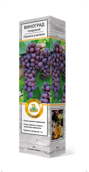 Саженцы Виноград плодовый Памяти учителя/ЦКор